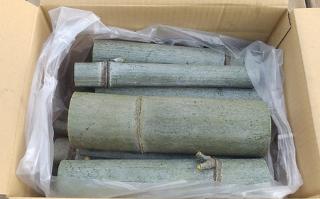 竹 モウソウチク 北限の竹 自然素材 国産 切りたて 新鮮 香り高い 加工 工作 インテリア DIY 園芸 クラフト [ やってみっか奔舎 宮城県 加美町 ] ym-tk01