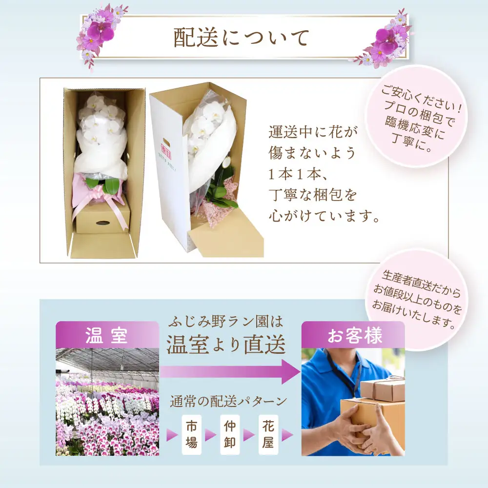 大輪胡蝶蘭　白5本立ち（ラッピング付） ふじみ野ラン園