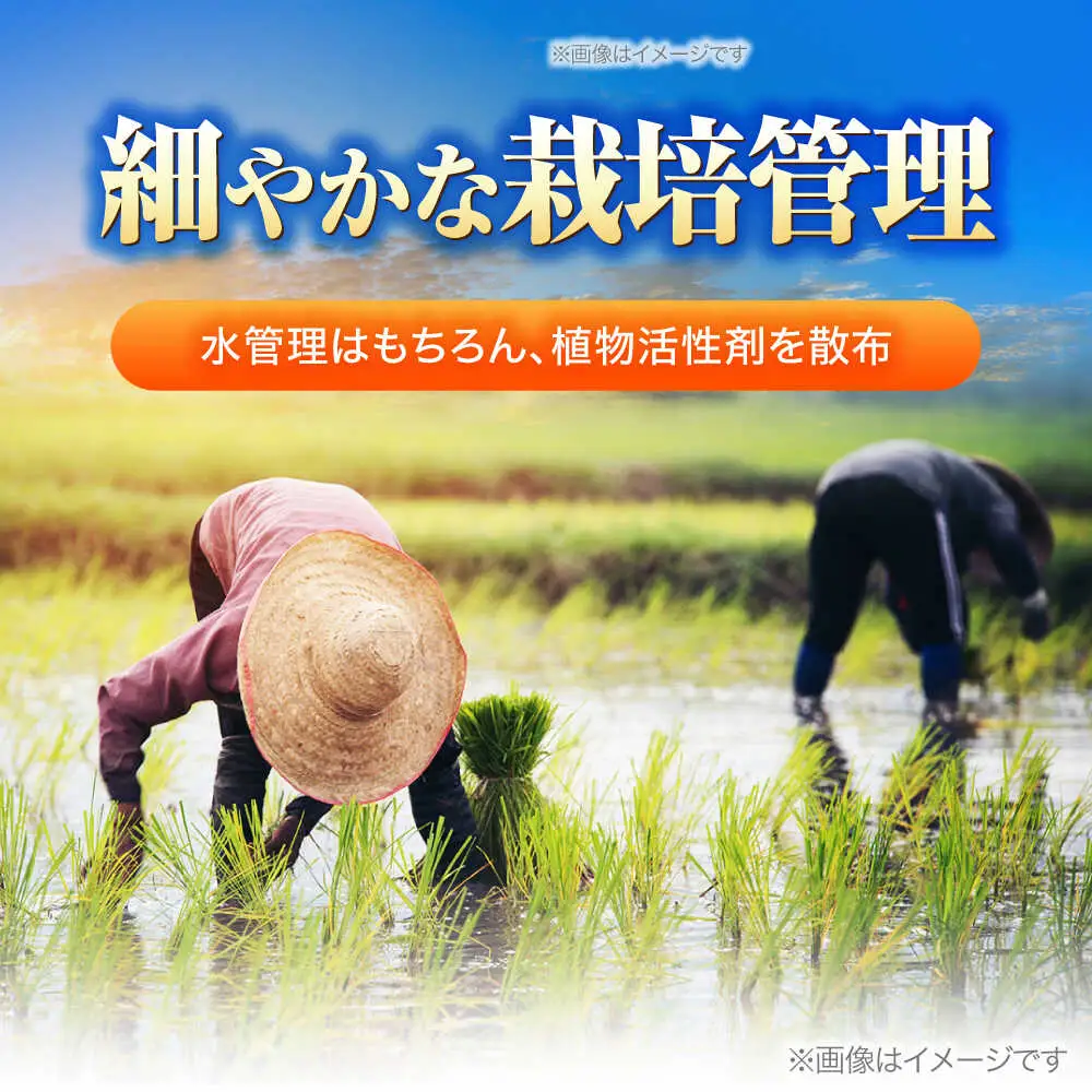 【令和8年産 新米】【 先行予約 /9月中旬から発送】　福井県産 ラクト農法 コシヒカリ 白米 10kg / 米 お米 精米 国産米   / 小浜市 / 北川博司 [BFDG006]
