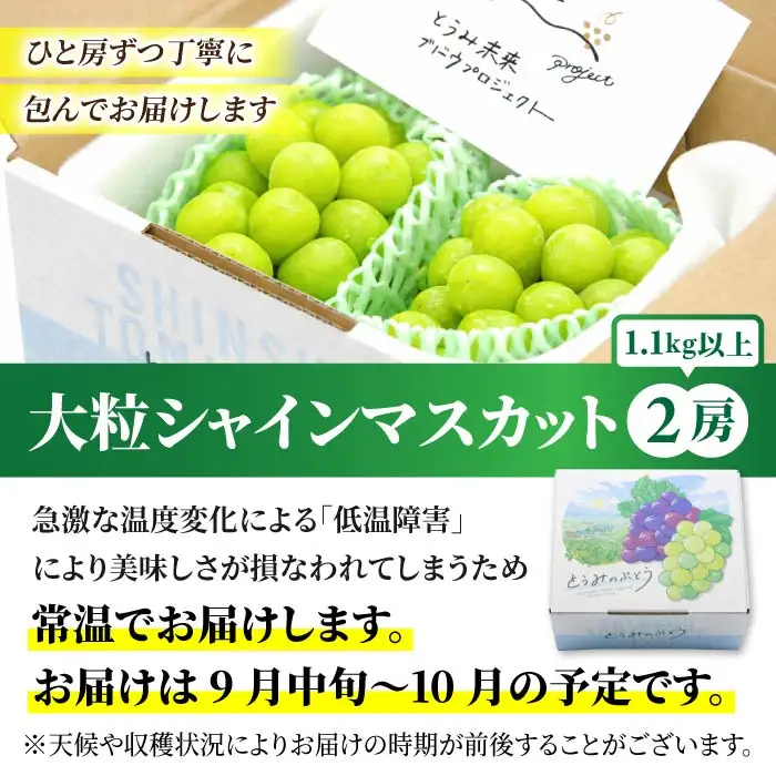 【先行受付2026年発送】東御市産シャインマスカット2房【秋お届け】大粒 高評価 信州