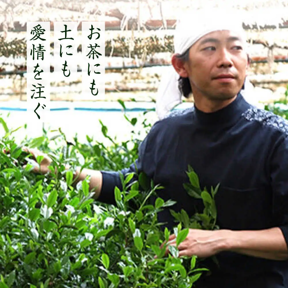 八女茶 深蒸し高級 2袋[BGAF013] お茶 八女茶