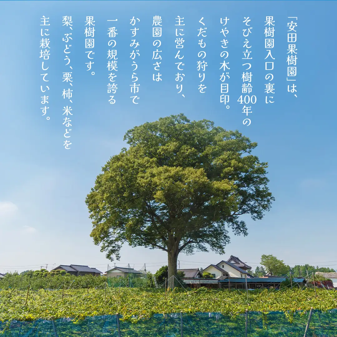 富有柿 12～16玉（茨城県共通返礼品：かすみがうら市） 【2026年11月中旬発送開始】 柿 かき 富有カキ ( 1箱 ) 果物 フルーツ くだもの カキ 富有かき 秋 旬 発送 産地直送 農家直送 産直 茨城県 [FF003sa]	