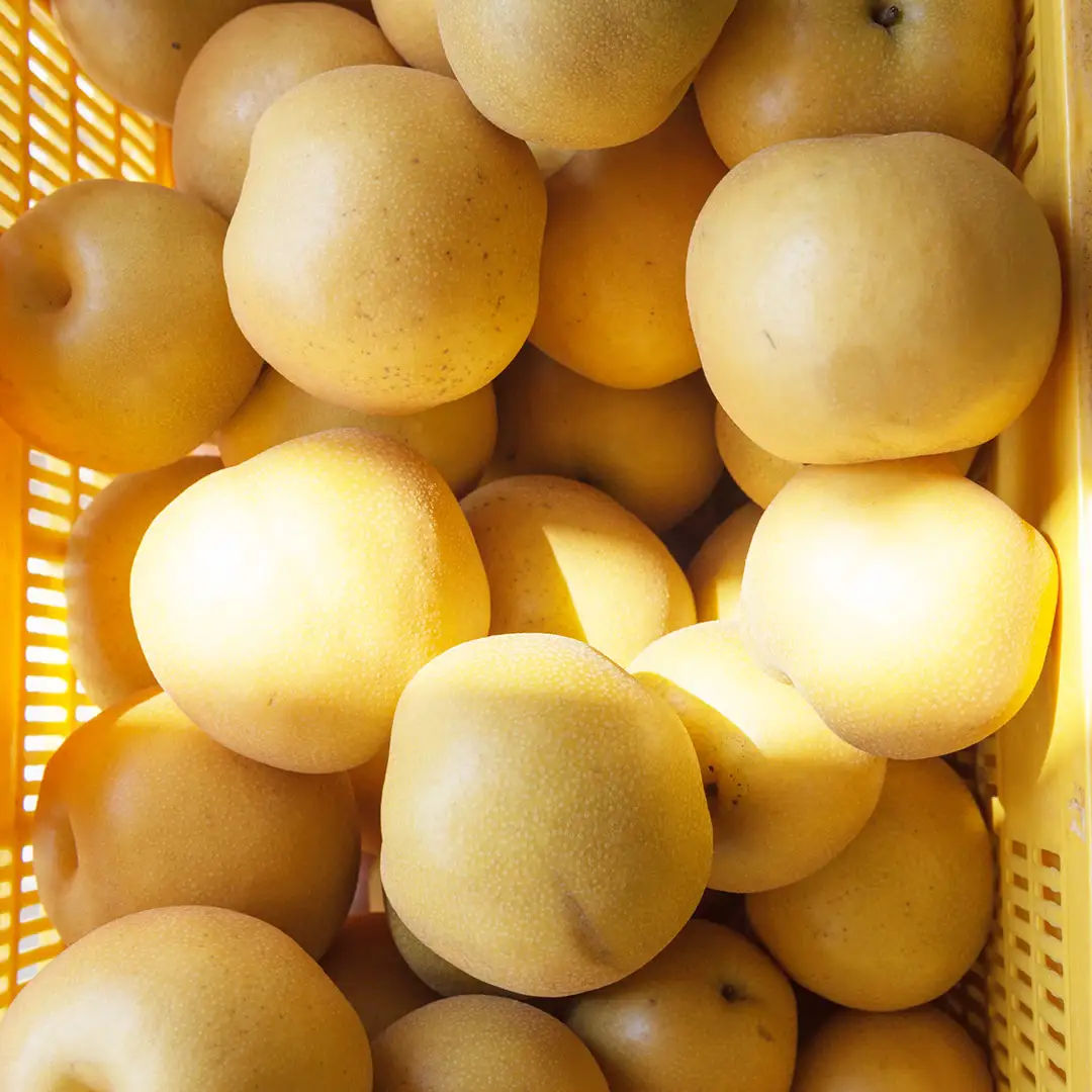 【ふるなびWEEK対象】新高 約5kg（茨城県共通返礼品：かすみがうら市） 【2026年9月中旬発送開始】 梨 数量限定 なし ナシ フルーツ 果物 旬 産地直送 [FF005sa]	