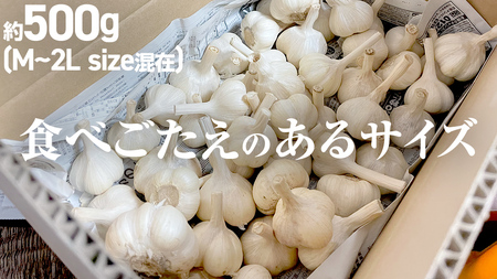 【先行予約】超芳醇 つくばみらいの土が育んだ 最上級ニンニク 約500g つくばみらい市（2026年6月より発送開始）