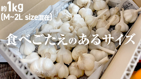 【先行予約】超芳醇 つくばみらいの土が育んだ 最上級ニンニク 約1kg つくばみらい市 （2026年6月より発送開始）