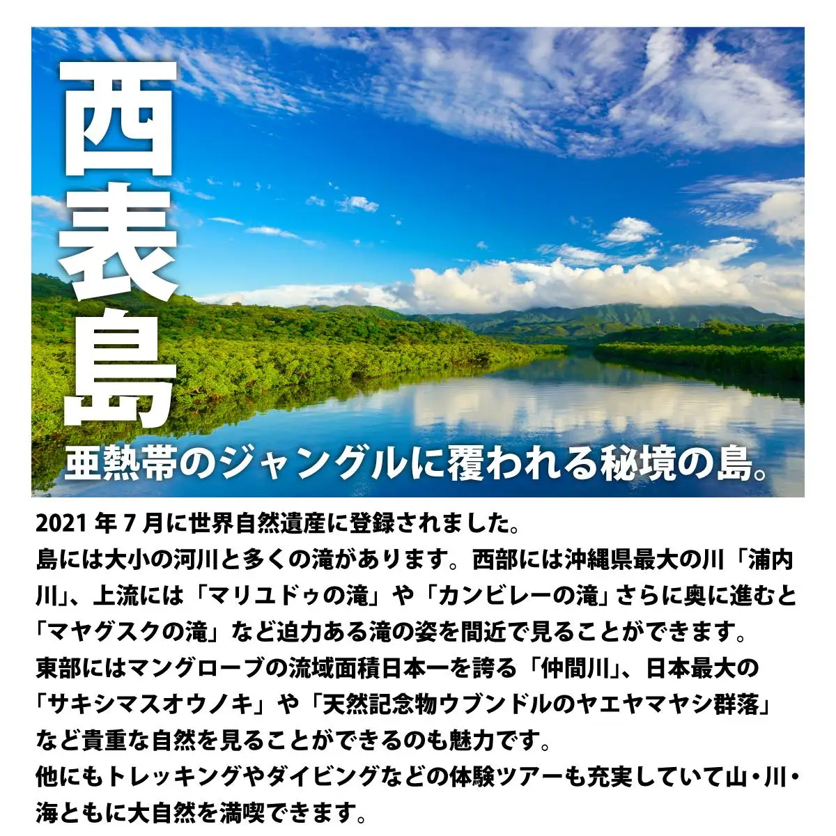 西表島 半日森林浴滝トレッキングツアー 小人1名分
