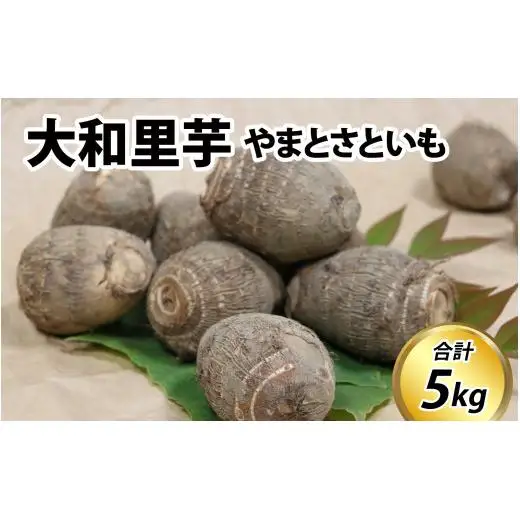 【先行予約】さといも 大和里芋（やまと）5kg【2026年11月中旬より順次発送予定】 | 野菜 芋 イモ 根菜 いも 煮物 旬 味覚 秋