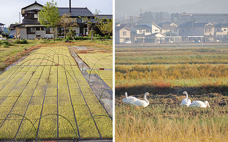 亀の尾 10kg 玄米 自然なお米 Oryza Jozucana Satonaya 新潟県胎内市城塚産 未検査米【正すの実】