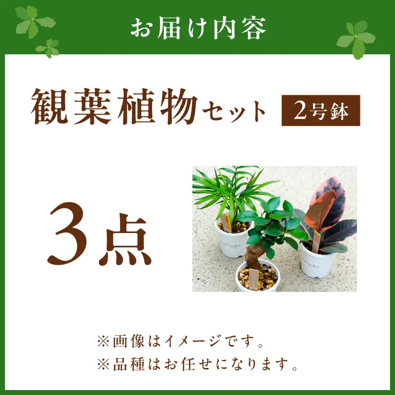季節の観葉植物3点セット【発送可能時期：4月上旬～7月末、9月上旬～11月末】2号鉢