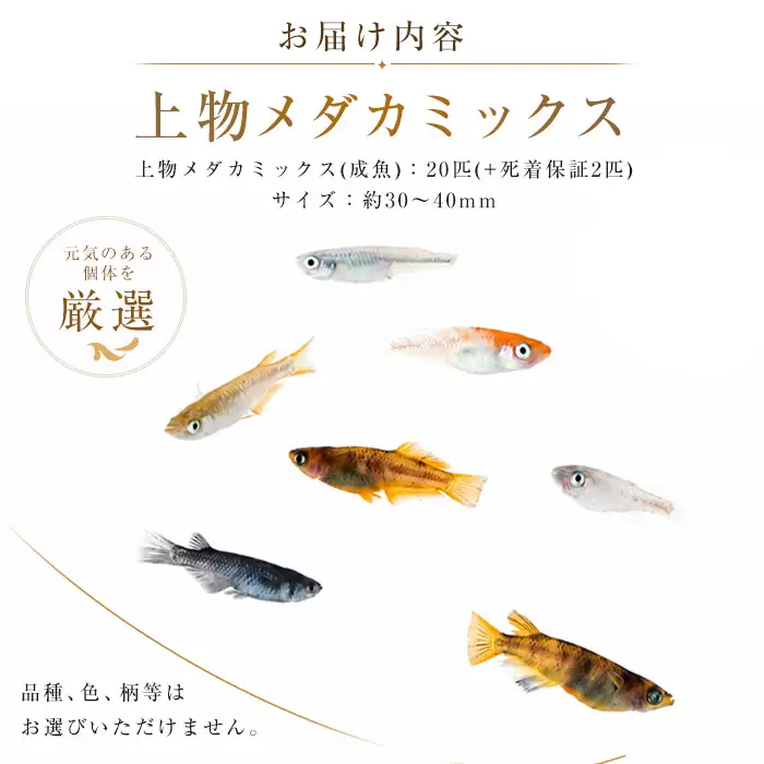 10営業日以内に発送 温水育ち 上物メダカミックス20匹 otofarm IB148-001  ※北海道・沖縄・離島配送不可※メダカ メダカ