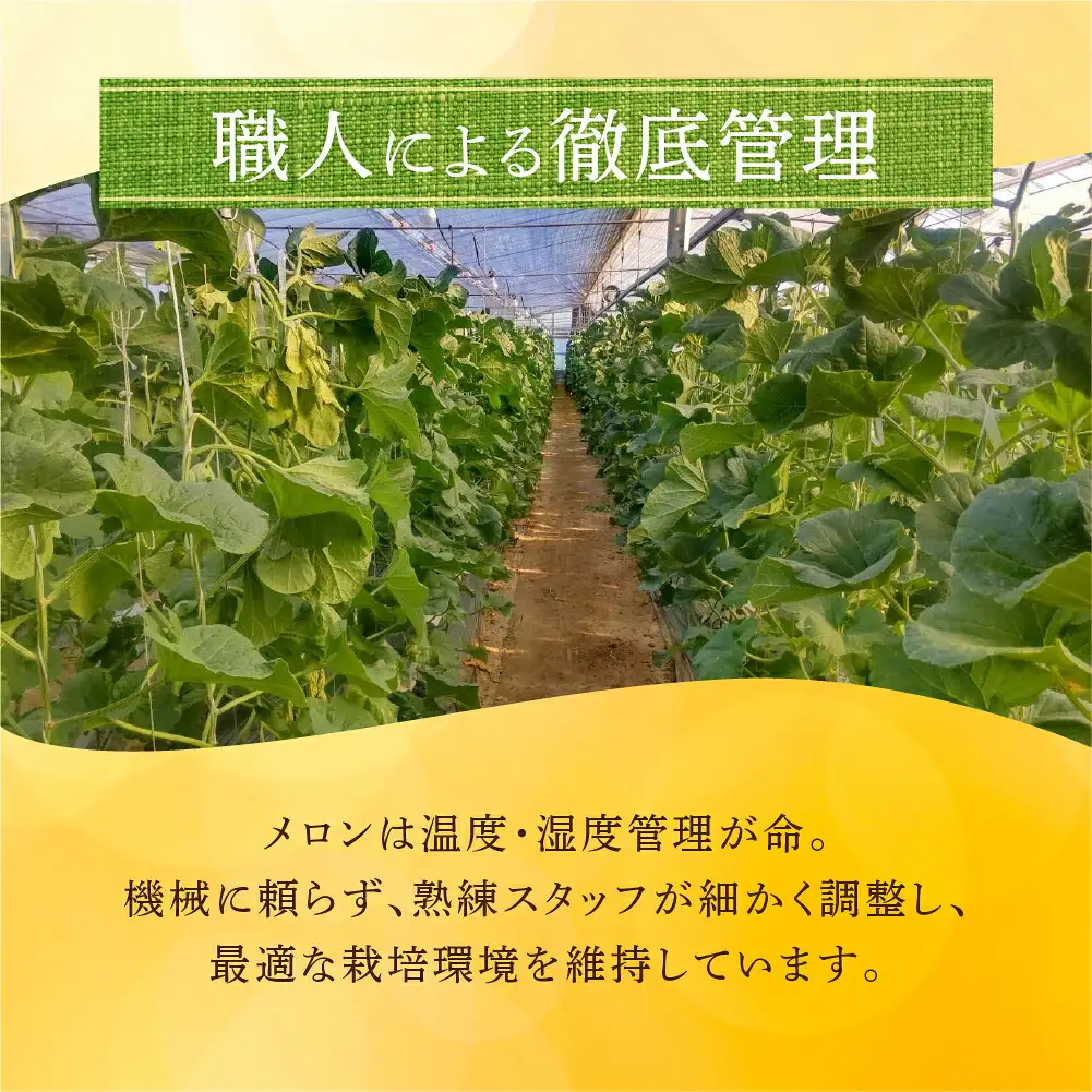 温室マスクメロン 2玉 訳あり 豊橋 メロン