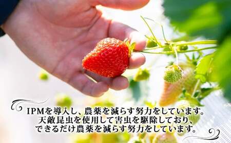  【訳あり】 完熟あまおう 2パック 約275g×2パック 合計約550g 【2027年2月上旬～3月上旬までに出荷予定】いちご 苺 訳あり 家庭用 果物 フルーツ