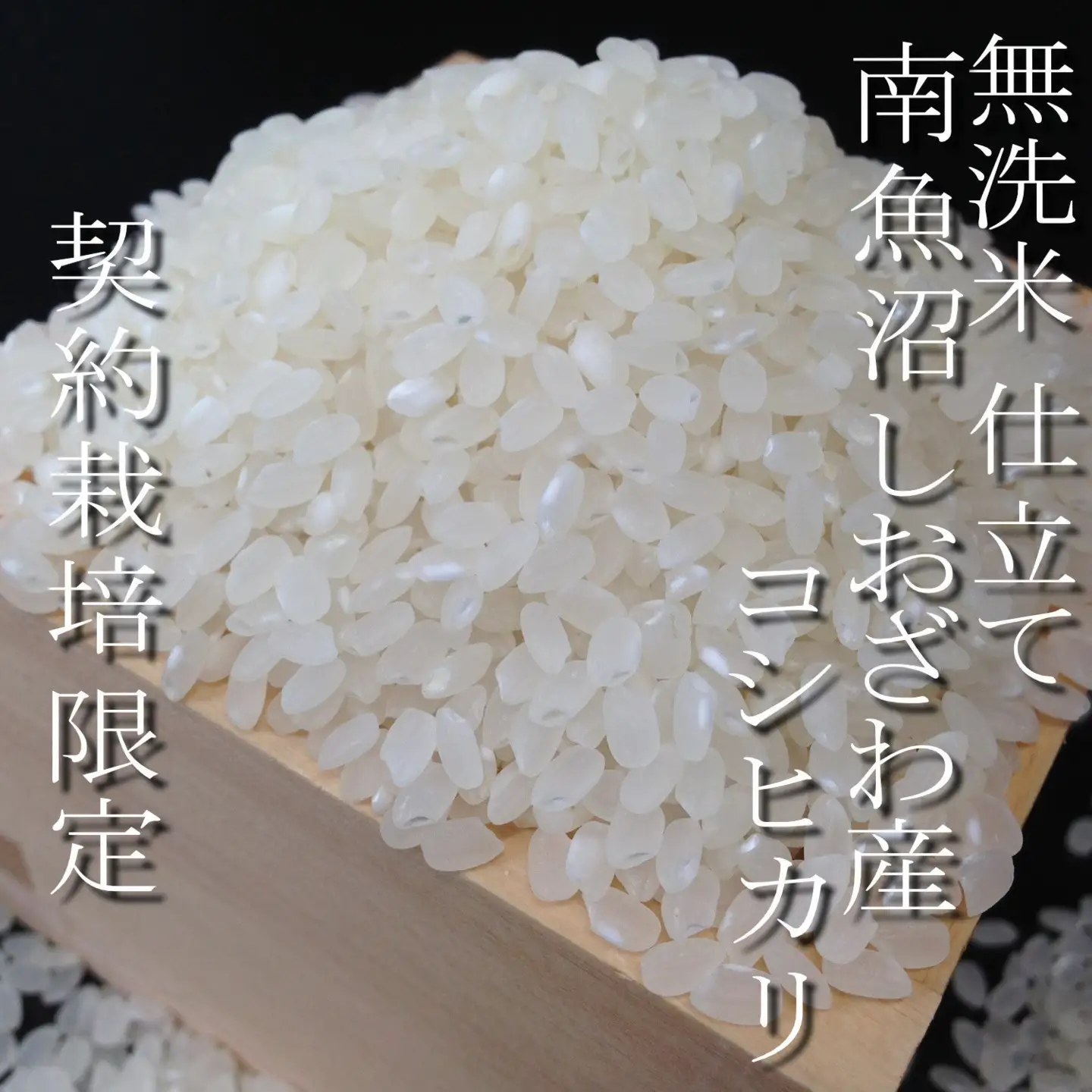 【令和7年 無洗米5Kg】南魚沼しおざわ産コシヒカリ｜コシヒカリ