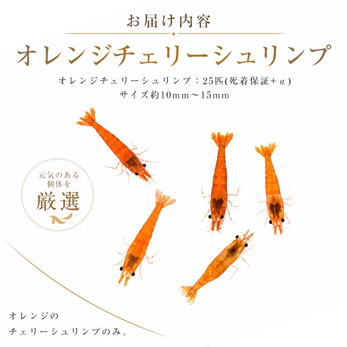 10営業日以内に発送 温水育ち オレンジ チェリー シュリンプ 25匹 otofarm IB148-006 ※北海道・沖縄・離島配送不可※