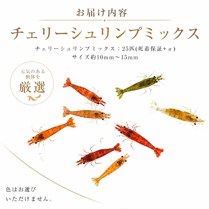 10営業日以内に発送 温水育ち チェリー シュリンプ (赤 オレンジ 茶 透明 等)25匹 otofarm IB148-005※北海道・沖縄・離島配送不可※