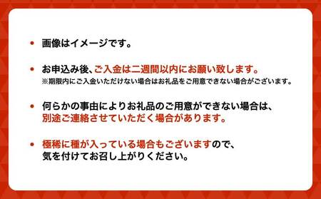 令和8年熊本地震復興支援 先行予約 不知火 冨田さん家の不知火 ハウス栽培 5kg 【2027年1月中旬-1月下旬発送予定】