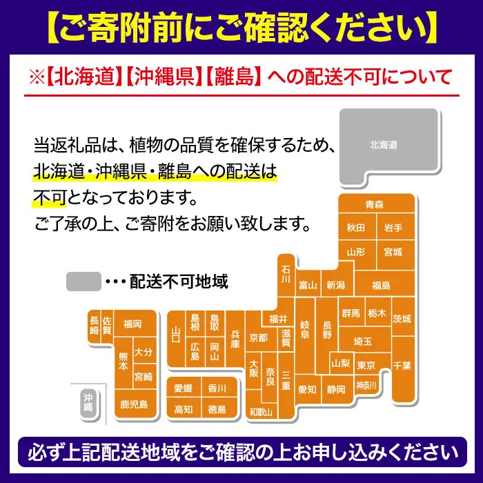 No.1253 ＜数量限定＞オリーブの苗(1本)鹿児島県産 苗 観葉植物 オリーブ 国産 シンボルツリー 庭木 内祝い ギフト 贈答 プレゼント 観賞 苗木 オリーブの木【鹿児島オリーブ】