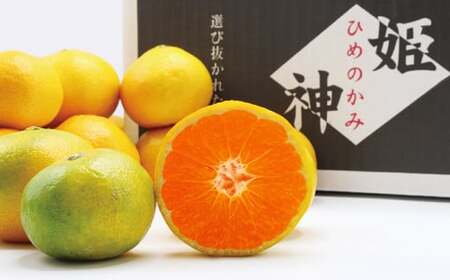 福岡県ブランドみかん「早味かん」5kg みかん オレンジ 果物 フルーツ 冷蔵 福岡県産 【2026年9月下旬-10月下旬発送予定】