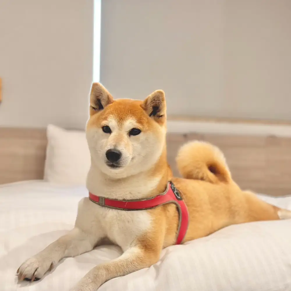 淡路島で愛犬と泊まれる宿<DOGGYWOOD>で使える宿泊ご優待券60,000円分
