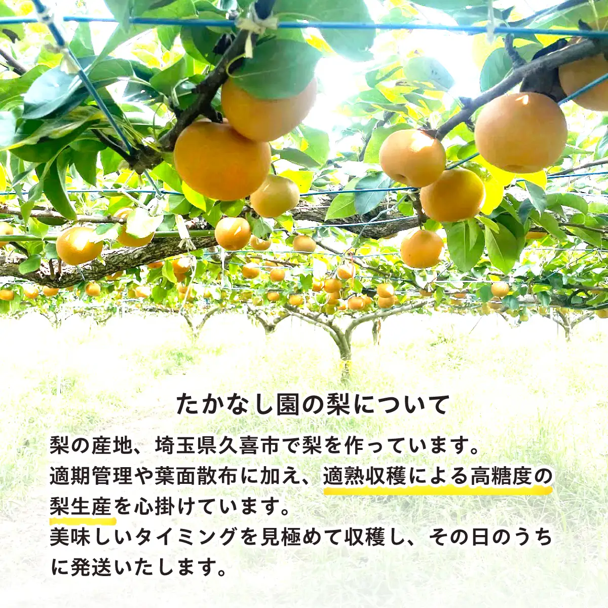 梨 幸水 約3kg 6玉～10玉 幸水