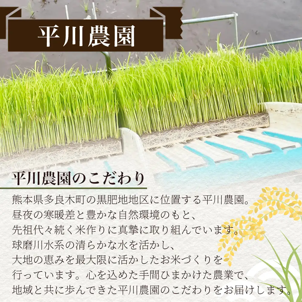 令和8年産 新米 くまさんの輝き 5kg (令和8年10月中旬～発送) 精米・玄米選べる 熊本県産 お米 107-0701