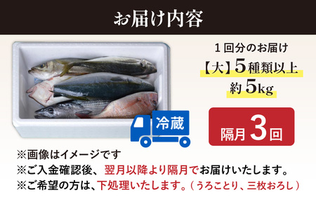 【定期便　隔月３回】【朝獲り】漁師厳選 鮮魚セット (大) 5種類以上 約5kg | お任せ 盛り合わせ