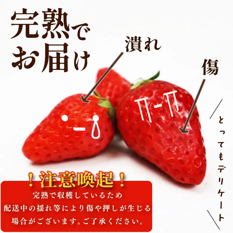 【先行予約】完熟 いちご きらぴ香 900g 【いちご】訳あり 鈴木農園