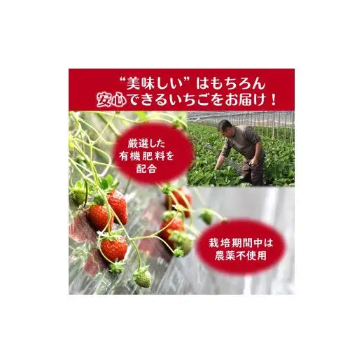 冷凍いちご 1kg バラ凍結 真空パック 栽培期間中農薬不使用 ヘタ取り済み 低温急速冷凍 いちご本来の甘さと香り フローズンストロベリー