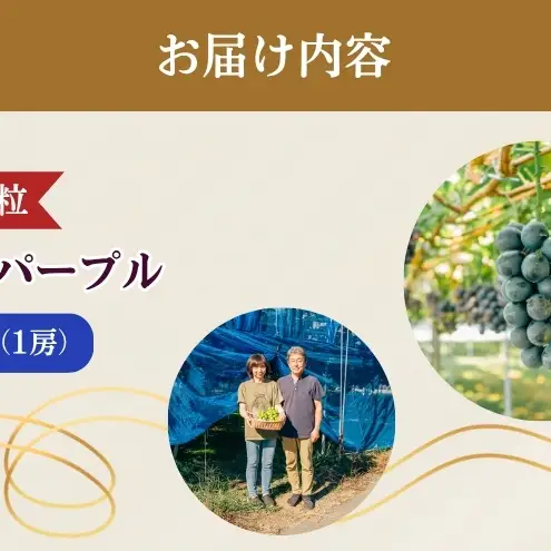 2026年産 ぶどう ナガノパープル 約600g（1房）果物 フルーツ デザート 信州 長野 駒ケ根市