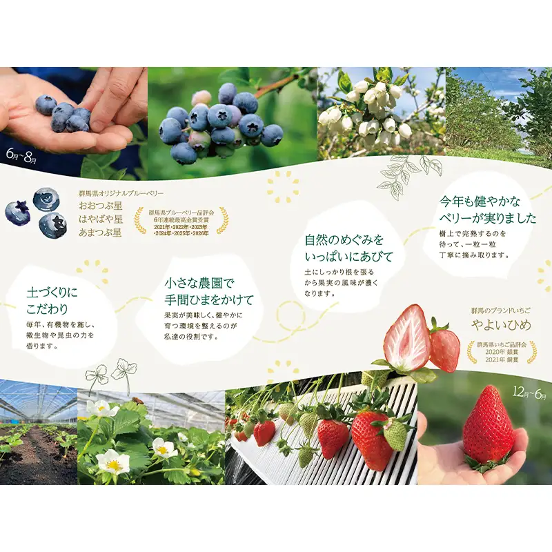 ブルーベリー大粒500g 朝摘みでお届け！【6年連続最高金賞受賞 群馬県ブルーベリー品評会2021~2026年】 大粒 化学農薬不使用 除草剤不使用 フルーツ 果物 F4H-0687