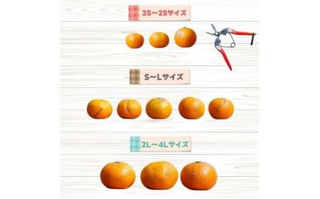 カラマンダリン 2.5kg+250g（痛み補償分） 厳選 / カラ カラオレンジ カラみかん 南津海 なつみ 高級 和歌山 有田 柑橘 晩柑 ※4月上旬～5月順次発送 ※北海道・沖縄・離島への配送不可 【ikd015-p-2d5A】
