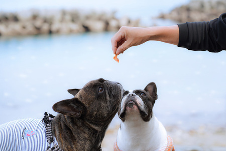 ペットフード 犬 かつお ジャーキー 30g 2袋 おやつ 鰹 カツオ 愛犬