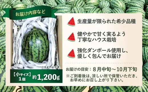 シャリっと甘い小玉スイカ！あきた夏丸チッチェ＜小1個＞　50P3424【ひない渡辺農園しどけ村】