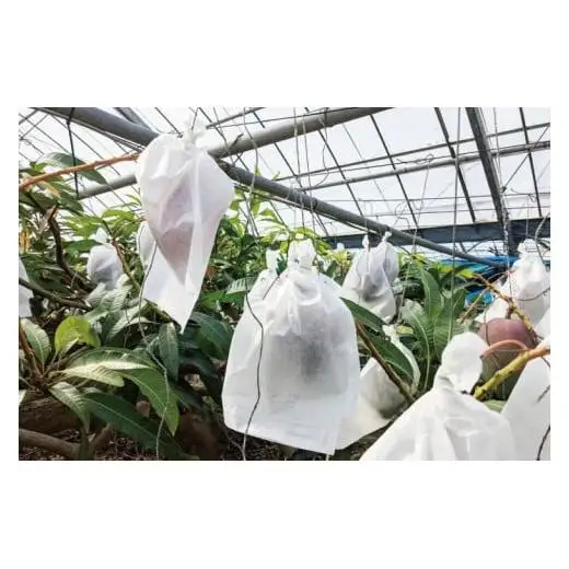 【2027年6月下旬より順次発送】沖縄県豊見城市産アップルマンゴー 約1.5kg｜マンゴー アップルマンゴー フルーツ くだもの 果物 先行予約 数量限定 おきなわ 沖縄 沖縄フルーツ 豊見城市(DJ005)
