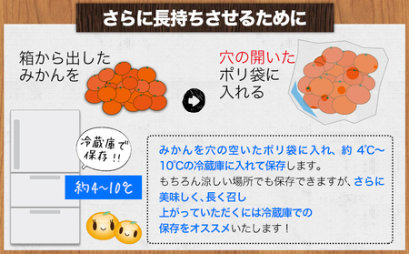 温州みかん 約10kg 日本フルーツ株式会社 ミカン