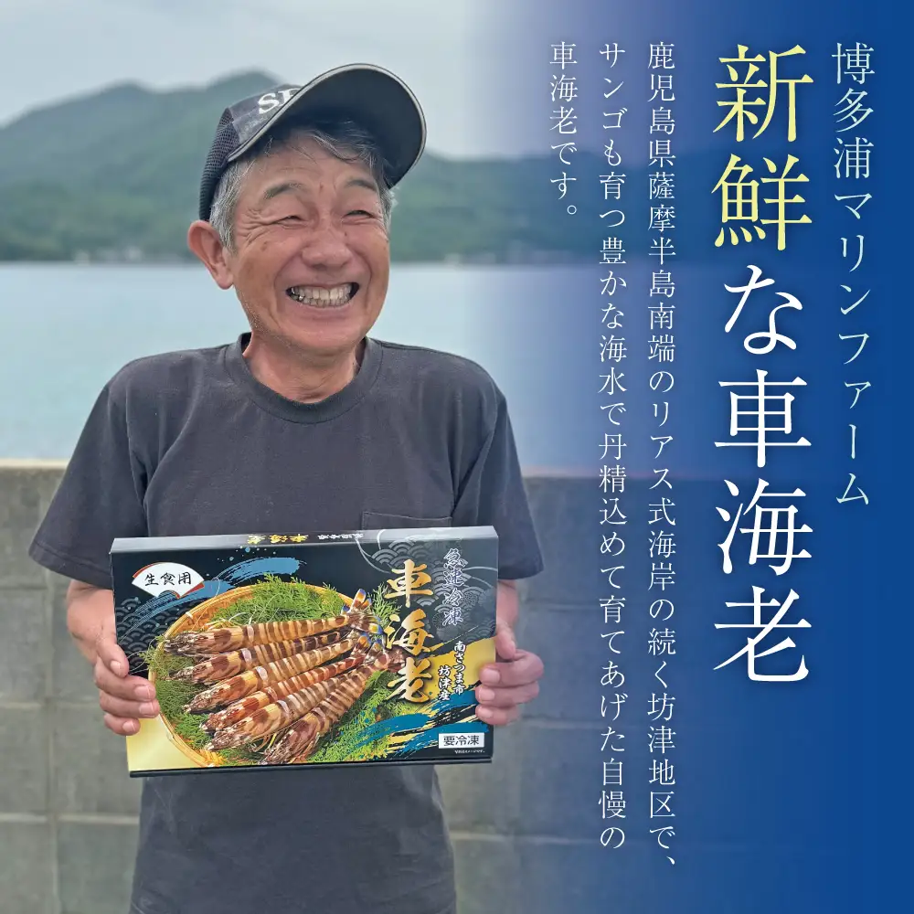 【鹿児島県産】冷凍 車海老 600g （加熱用） 車エビ 車えび くるまえび 海老 冷凍 南さつま市