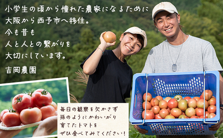 ＜孫トマト（桃太郎トマト）約4kg＞ トマト とまと 4キロ 孫トマト 大玉 愛媛県産 西予市産 食品 桃太郎トマト 桃太郎 野菜 やさい サラダ 産地直送 国産 城川 吉岡農園 愛媛県 西予市【常温】『2026年8月～11月中旬迄に順次出荷予定』SYN0003