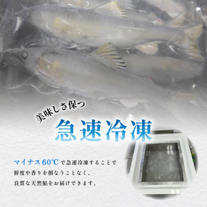 天然波乗り鮎 約1.2kg 大サイズ 20～25cm 8～16尾 鮎 天然 約1.2kg あゆ アユ 天然鮎 清流 海部川 川魚 冷凍
