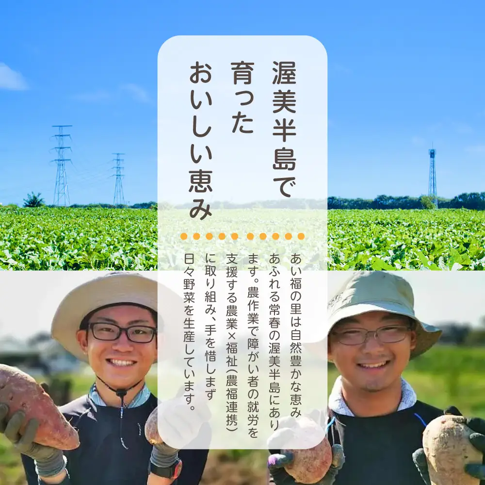 田原市産シルクスイート使用 本格芋焼酎あいふく 500ml 焼酎 芋焼酎 酒 お酒 シルクスイート 芋 焼酎 さつまいも サツマイモ さつま芋