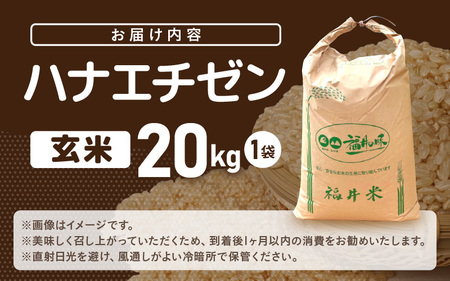 【先行予約】米 令和8年産 ハナエチゼン 20kg（玄米）【2026年9月中旬以降順次発送予定】【大容量 ブランド 玄米】 [m76-c001]