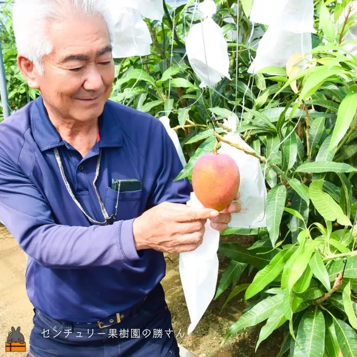 ≪今が旬！≫【家庭用】徳之島センチュリー果樹園さんの完熟マンゴー1kg（2～3玉）( マンゴー フルーツ わけあり 訳あり 訳有 果物 徳之島 )