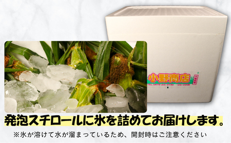 とうもろこし 26本 とうもろこし 【先行予約】 