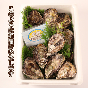 三重県産 伊勢かき(殻付き) 22個 | 殻付き牡蠣