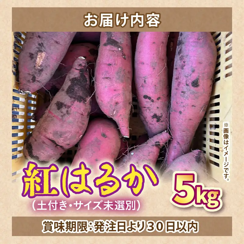 【先行予約】福井県あわら市産 藤重農園自慢の濃厚な甘みのサツマイモ 紅はるか 5kg / さつまいも 紅はるか べにはるか さつま芋 国産 土付き 芋 産地直送 熟成 サツマイモ ※2026年11月中旬以降順次発送 [aw083-a002]