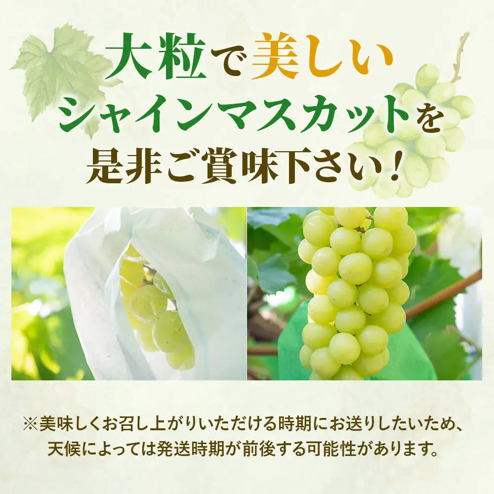 《先行受付》秋田県由利本荘市産 シャインマスカット 2～3房セット