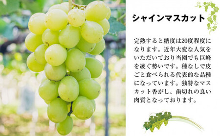 〈春田ぶどう園〉 【8月中旬～9月上旬順次発送】春田ぶどう園直送！【巨峰＋シャインマスカット1.1キロ以上】 [M216-2] 果物 果汁 ぶどう 高級 福岡 フルーツ 甘い 福岡県 宮若市 送料無料