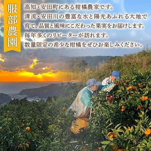 服部農園 土佐文旦  8個 贈答用 文旦 HT-06