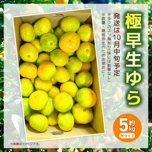【10月中旬より発送】 服部農園 ゆら早生 みかん 5kg Mサイズ みかん 産地直送 HT-03