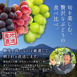 ぶどう 旬のぶどう３種食べ比べ アソート 計2kg程度 