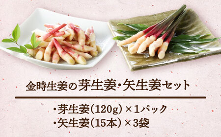 金時生姜 芽生姜・矢生姜セット / 生姜 新生姜 芽生姜 矢生姜 新鮮 旬 野菜 / 稲沢市 / 有限会社木村農園 [BMBN003]